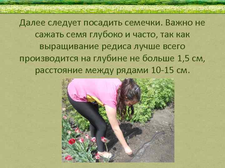 Далее следует посадить семечки. Важно не сажать семя глубоко и часто, так как выращивание