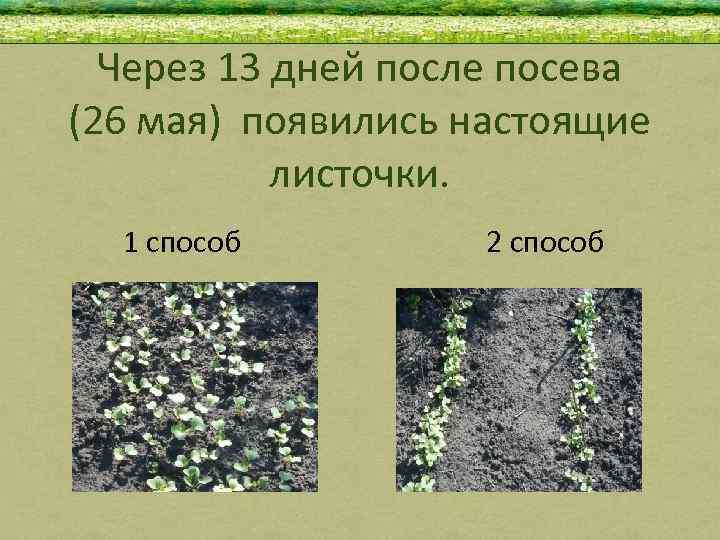 Через 13 дней после посева (26 мая) появились настоящие листочки. 1 способ 2 способ