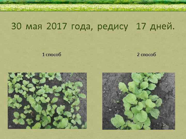 30 мая 2017 года, редису 17 дней. 1 способ 2 способ 