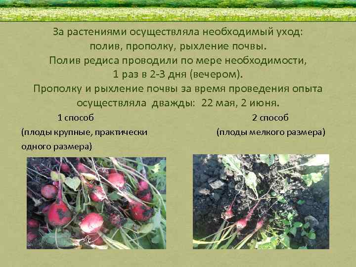 За растениями осуществляла необходимый уход: полив, прополку, рыхление почвы. Полив редиса проводили по мере