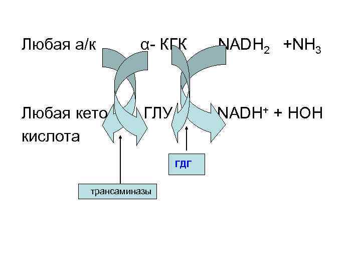 Любая а/к α- КГК NADH 2 +NН 3 Любая кето ГЛУ NADH+ + HOH