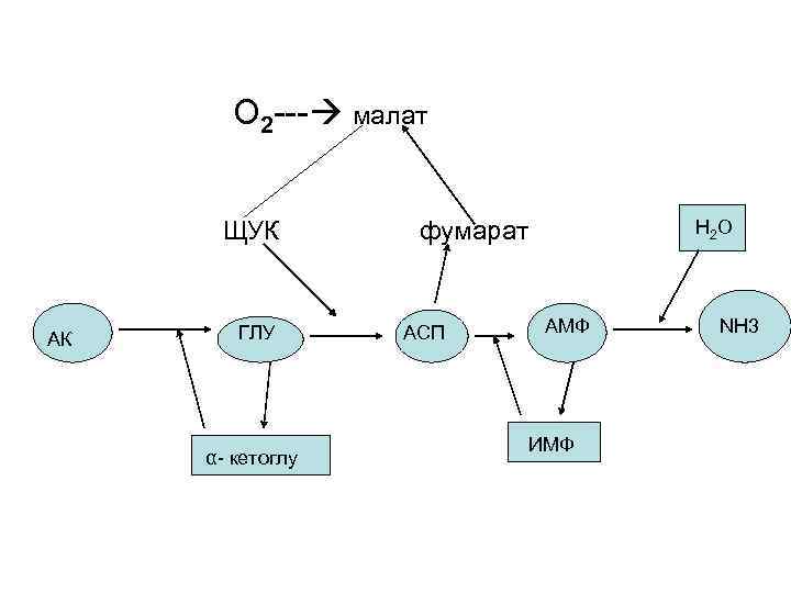  О 2 --- малат ЩУК фумарат АК ГЛУ АСП АМФ α- кетоглу ИМФ