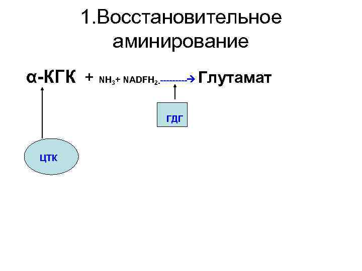 1. Восстановительное аминирование α-КГК + NH + NADFH 3 2 ----- ГДГ ЦТК Глутамат
