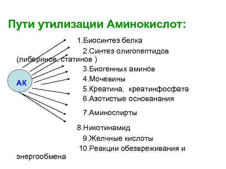 Общая схема источников и путей утилизации аминокислот в тканях