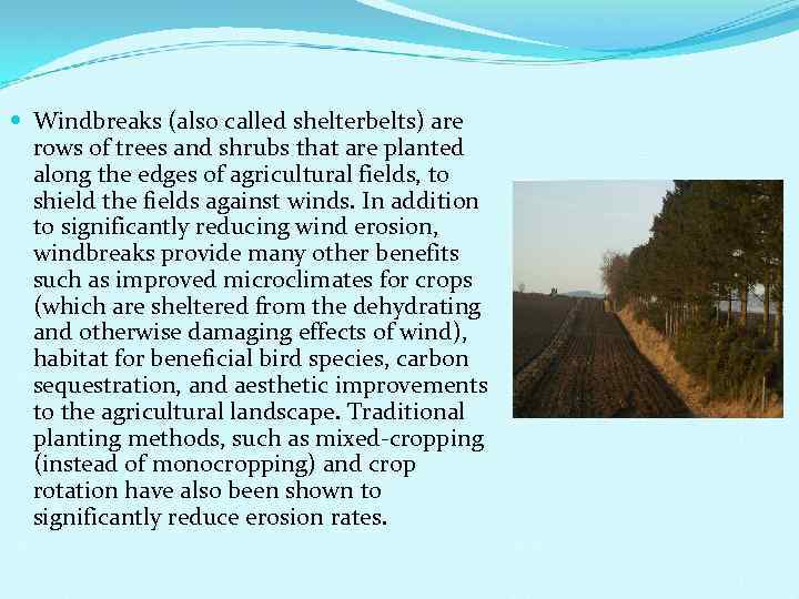  Windbreaks (also called shelterbelts) are rows of trees and shrubs that are planted