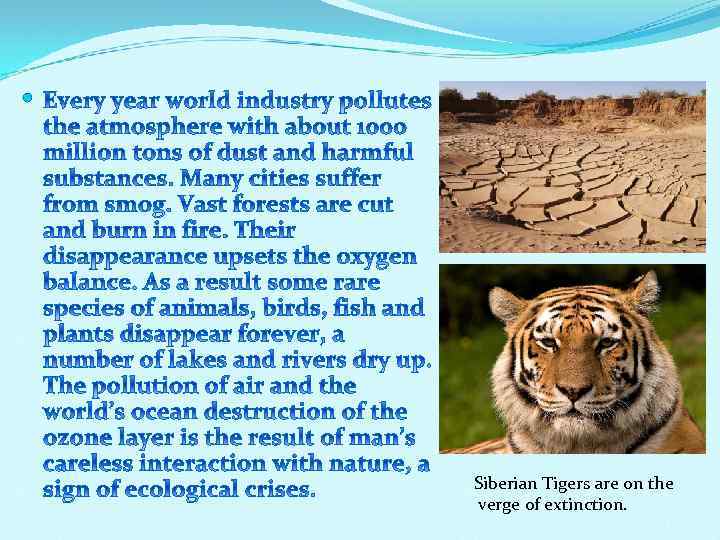  Siberian Tigers are on the verge of extinction. 