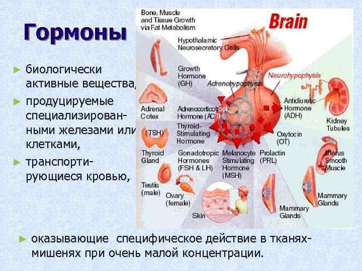 Гормоны биологически активные вещества, ► продуцируемые специализированными железами или клетками, ► транспортирующиеся кровью, ►
