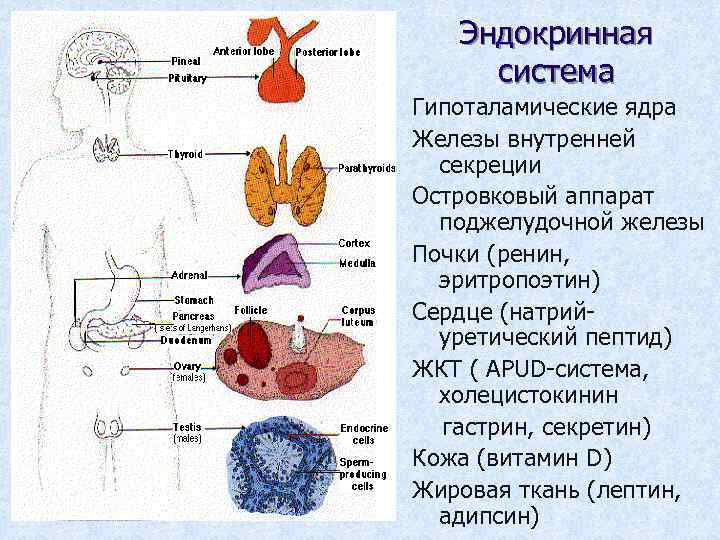 Эндокринная система Гипоталамические ядра Железы внутренней секреции Островковый аппарат поджелудочной железы Почки (ренин, эритропоэтин)