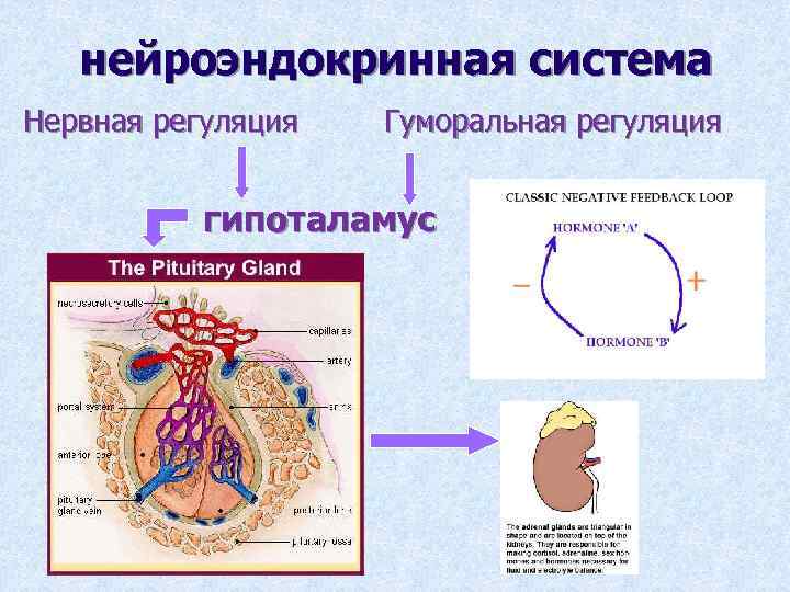 нейроэндокринная система Нервная регуляция Гуморальная регуляция гипоталамус 