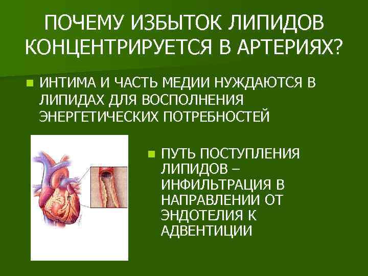 ПОЧЕМУ ИЗБЫТОК ЛИПИДОВ КОНЦЕНТРИРУЕТСЯ В АРТЕРИЯХ? n ИНТИМА И ЧАСТЬ МЕДИИ НУЖДАЮТСЯ В ЛИПИДАХ