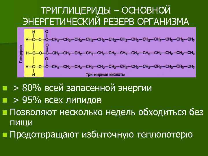 ТРИГЛИЦЕРИДЫ – ОСНОВНОЙ ЭНЕРГЕТИЧЕСКИЙ РЕЗЕРВ ОРГАНИЗМА n > 80% всей запасенной энергии n >
