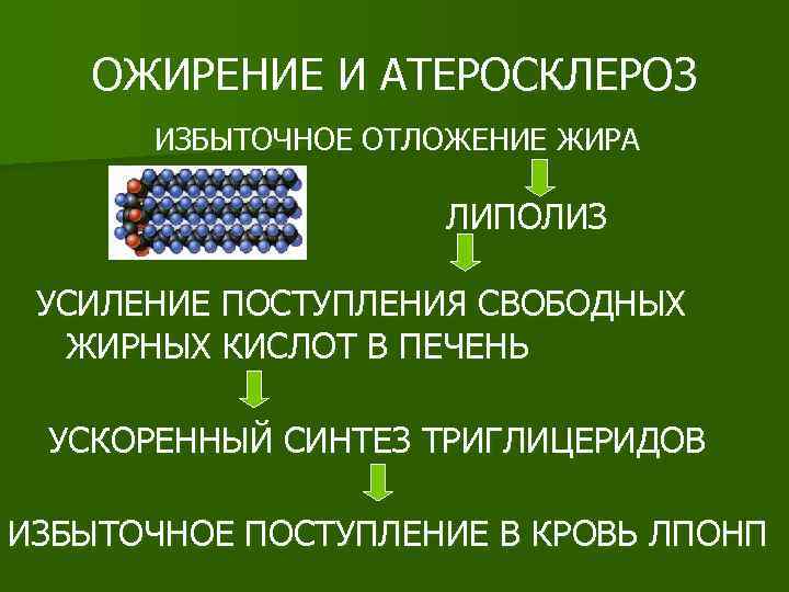 ОЖИРЕНИЕ И АТЕРОСКЛЕРОЗ ИЗБЫТОЧНОЕ ОТЛОЖЕНИЕ ЖИРА ЛИПОЛИЗ УСИЛЕНИЕ ПОСТУПЛЕНИЯ СВОБОДНЫХ ЖИРНЫХ КИСЛОТ В ПЕЧЕНЬ