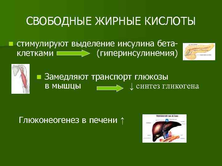СВОБОДНЫЕ ЖИРНЫЕ КИСЛОТЫ n стимулируют выделение инсулина бетаклетками (гиперинсулинемия) n Замедляют транспорт глюкозы в