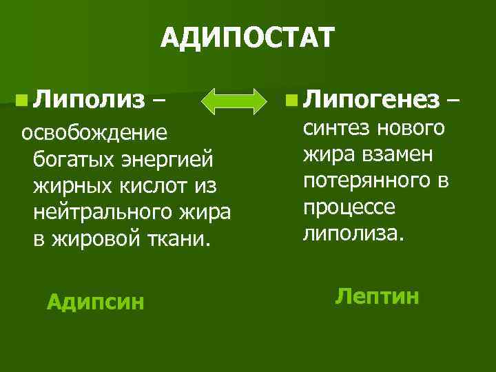 АДИПОСТАТ n Липолиз – освобождение богатых энергией жирных кислот из нейтрального жира в жировой