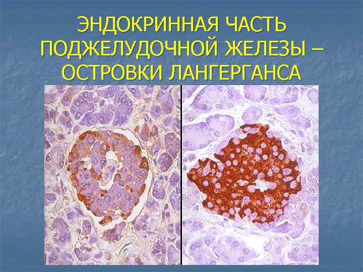 ЭНДОКРИННАЯ ЧАСТЬ ПОДЖЕЛУДОЧНОЙ ЖЕЛЕЗЫ – ОСТРОВКИ ЛАНГЕРГАНСА 