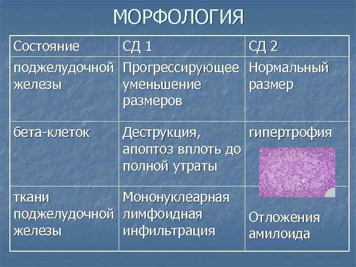 МОРФОЛОГИЯ Состояние поджелудочной железы СД 1 Прогрессирующее уменьшение размеров СД 2 Нормальный размер бета-клеток