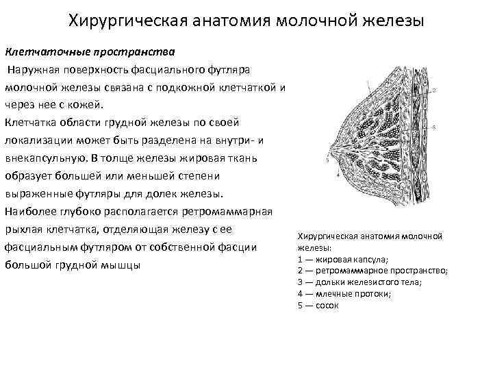 Хирургическая анатомия молочной железы Клетчаточные пространства Наружная поверхность фасциального футляра молочной железы связана с