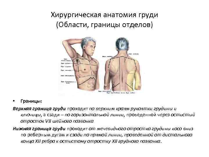 Хирургическая анатомия груди (Области, границы отделов) • Границы: Верхняя граница груди проходит по верхним