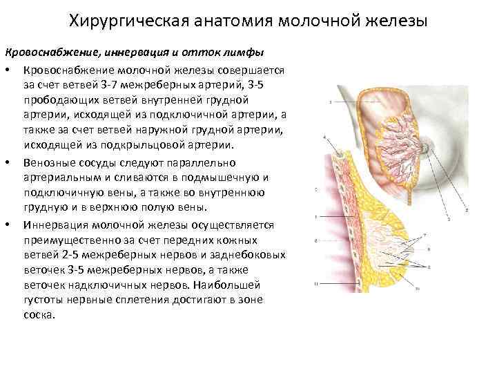 Анатомия молочной железы презентация