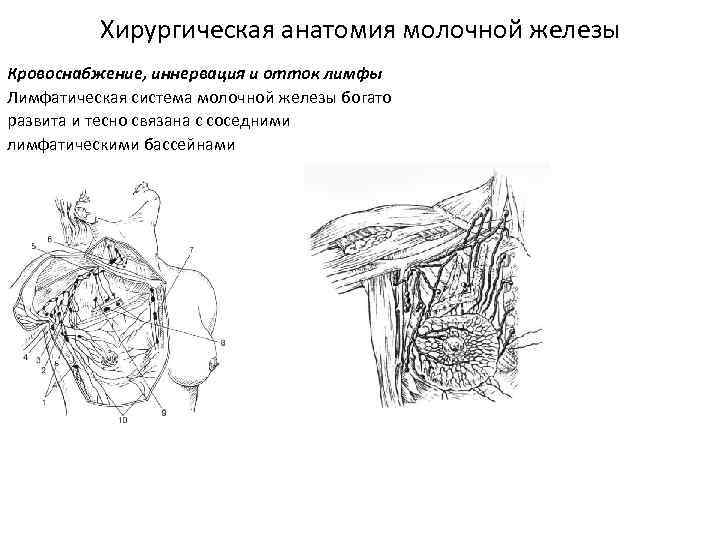 Локализация лимфатических узлов грудной стенки