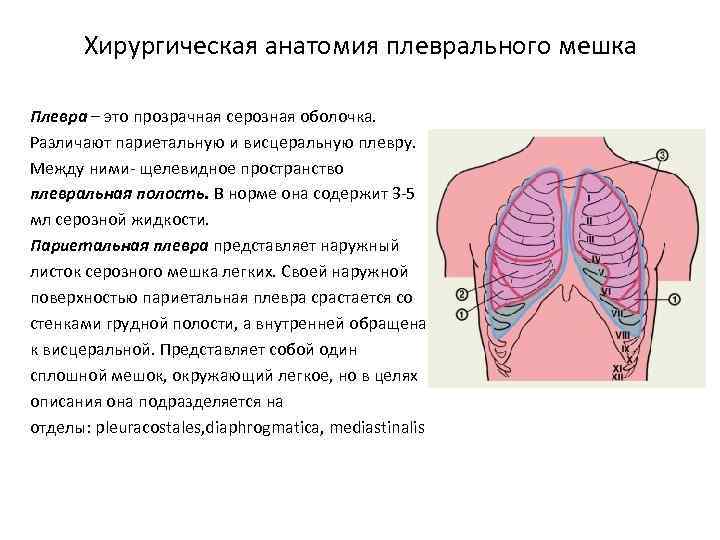 Хирургическая анатомия плеврального мешка Плевра – это прозрачная серозная оболочка. Различают париетальную и висцеральную