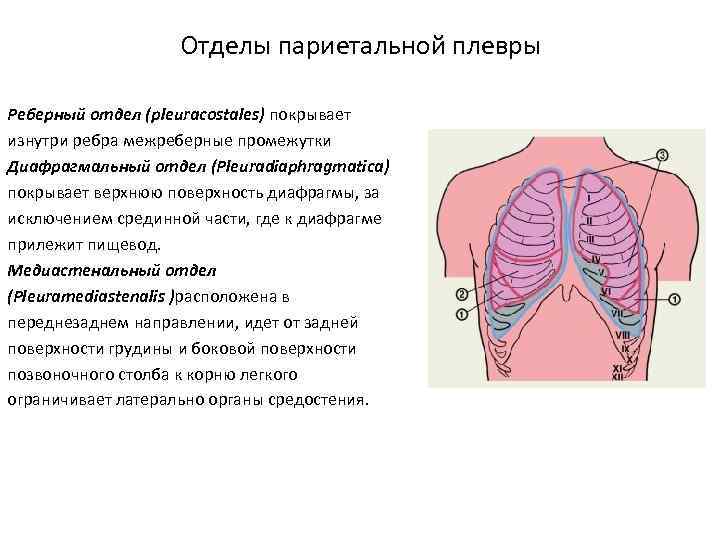 Костальная плевра фото