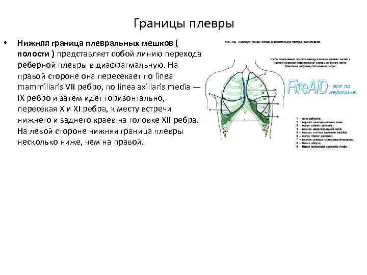 Границы плевры • Нижняя граница плевральных мешков ( полости ) представляет собой линию перехода