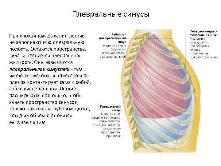 Плевральные синусы При спокойном дыхании легкие не заполняют всю плевральную полость. Остаются пространства, куда