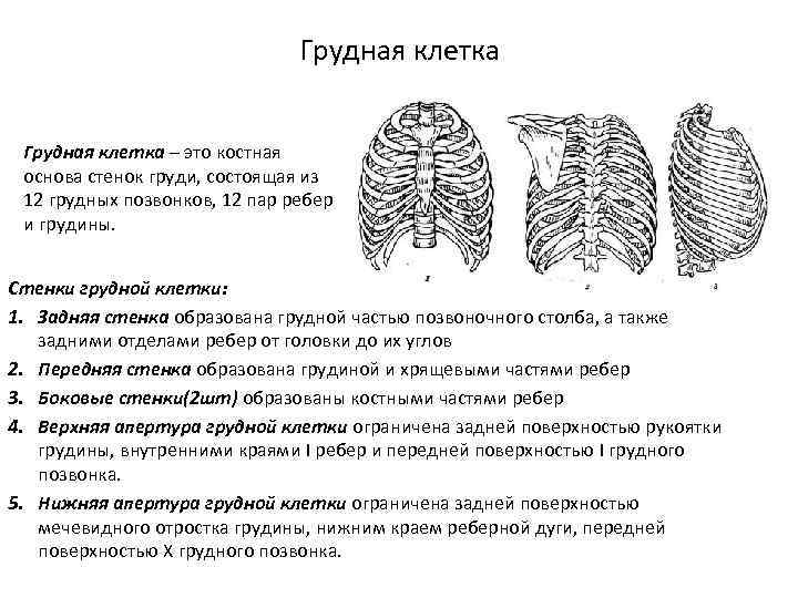 Топография грудной клетки презентация