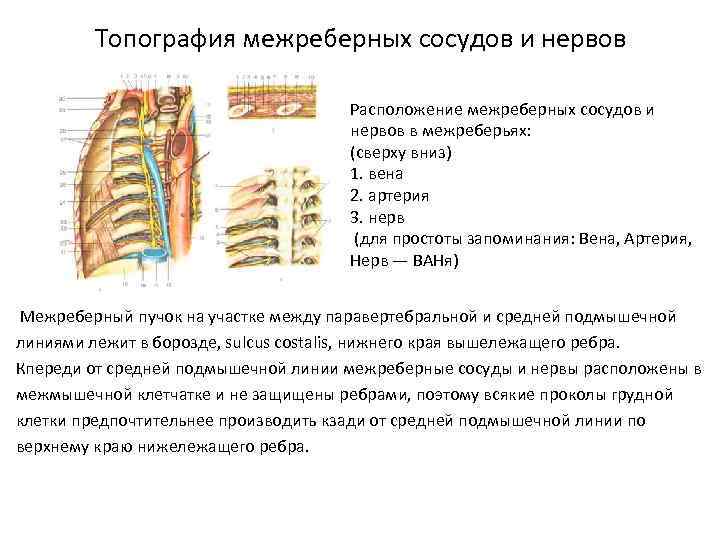 Межреберные нервы фото