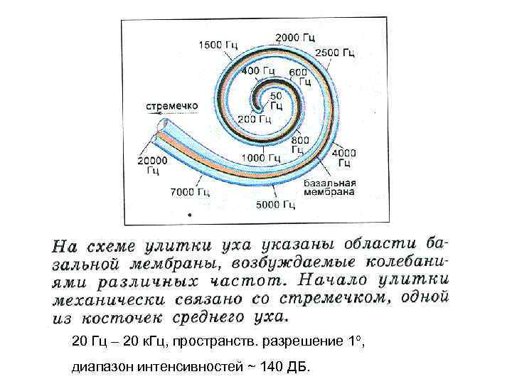 20 Гц – 20 к. Гц, пространств. разрешение 1 , диапазон интенсивностей ~ 140