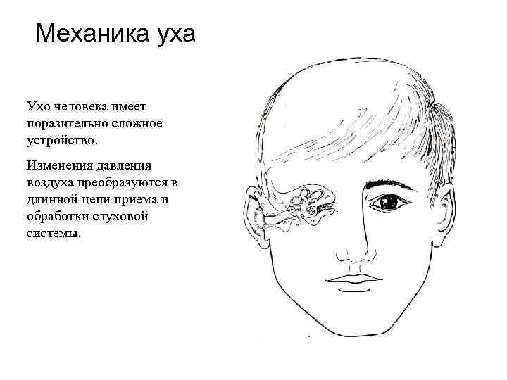 Механика уха Ухо человека имеет поразительно сложное устройство. Изменения давления воздуха преобразуются в длинной