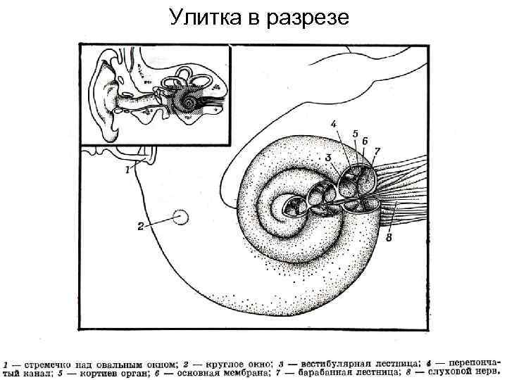 Улитка в разрезе 