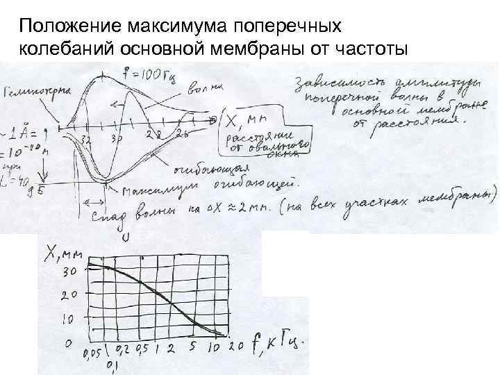 Положение максимума поперечных колебаний основной мембраны от частоты 
