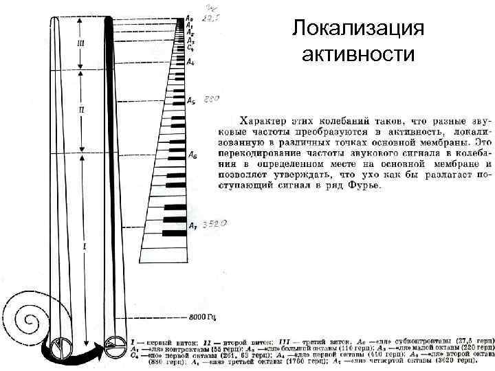 Локализация активности 