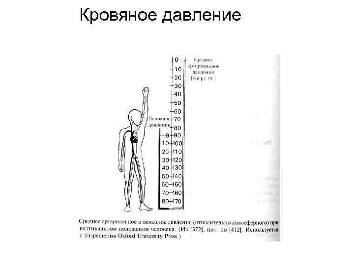 Кровяное давление 