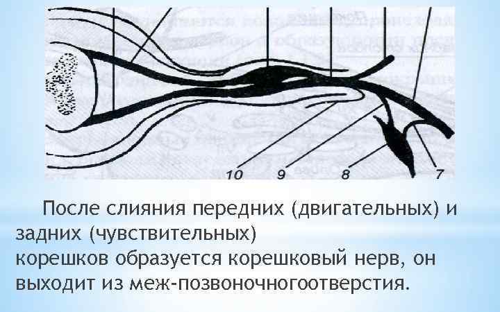 После слияния передних (двигательных) и задних (чувствительных) корешков образуется корешковый нерв, он выходит из