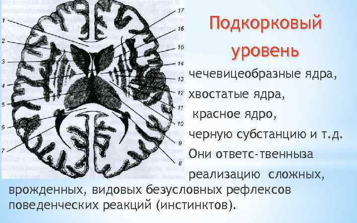 Подкорковый уровень чечевицеобразные ядра, хвостатые ядра, красное ядро, черную субстанцию и т. д. Они