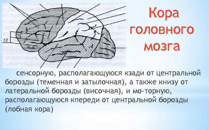 Кора головного мозга сенсорную, располагающуюся кзади от центральной борозды (теменная и затылочная), а также