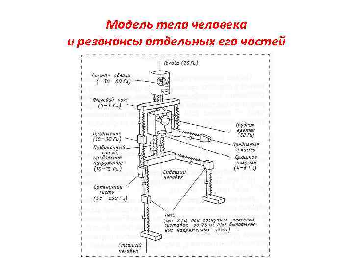 Модель тела человека и резонансы отдельных его частей 