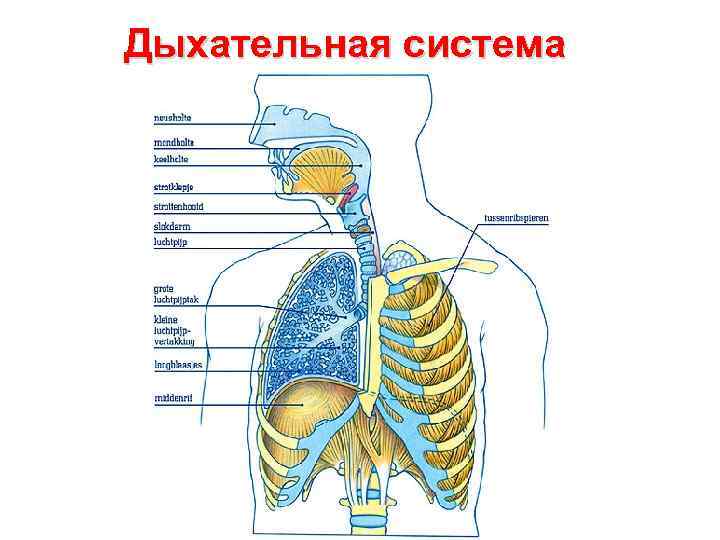 Дыхательная система 