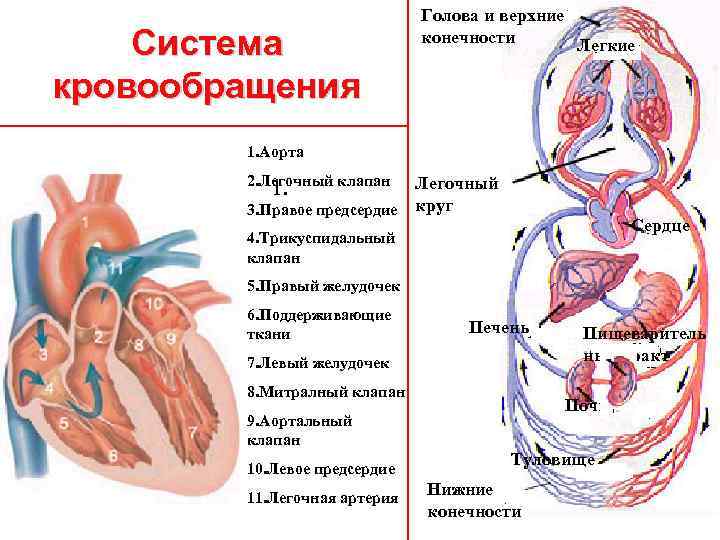 Система кровообращения Голова и верхние конечности Легкие 1. Аорта 2. Легочный клапан 1. 3.