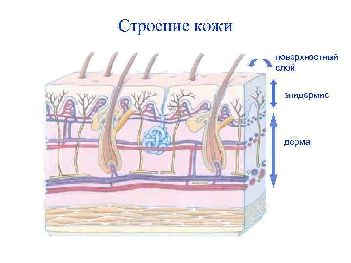 Строение кожи поверхностный слой эпидермис дерма 