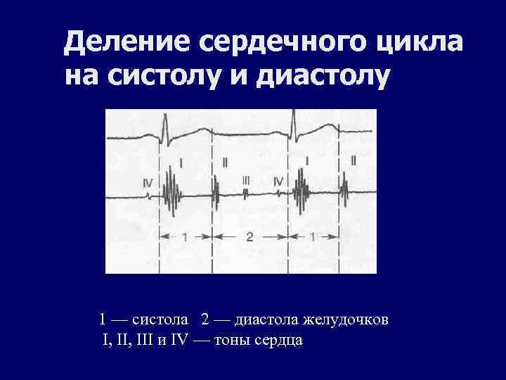 Деление сердечного цикла на систолу и диастолу 1 — систола 2 — диастола желудочков