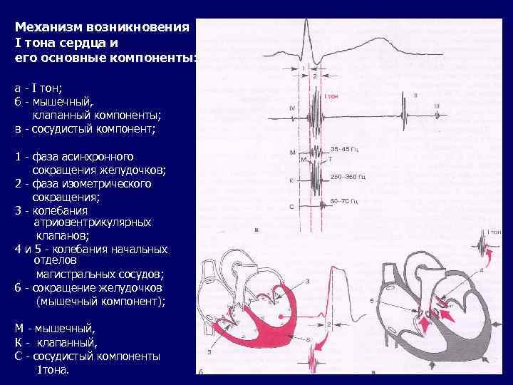 Тоны сердца схема