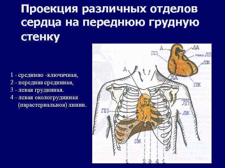 Клапаны сердца на грудной клетке. Проекция сердца на переднюю. Проекция сердца на переднюю грудную стенку. Проекция сердца на грудную клетку. Проекция границ сердца на грудную клетку.
