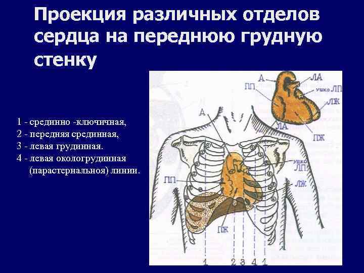 Проекция на грудную стенку. Проекция сердца на переднюю грудную стенку. Порекция скрдцана переднюю грудную сикнку. Проекция отделов сердца. Проекция отделов сердца на грудную клетку.