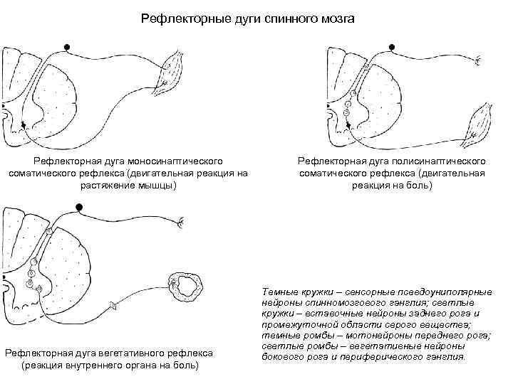 Рефлекторные дуги спинного мозга Рефлекторная дуга моносинаптического соматического рефлекса (двигательная реакция на растяжение мышцы)