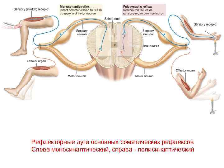 Рефлекторные дуги основных соматических рефлексов Слева моносинаптический, справа - полисинаптический 