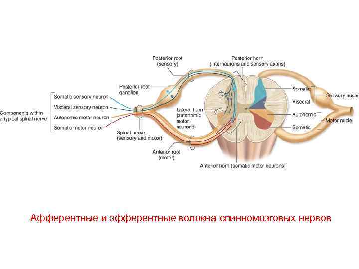 Афферентные и эфферентные волокна спинномозговых нервов 